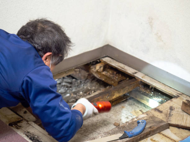 Best Toxic Mold Removal  in Winterville, NC