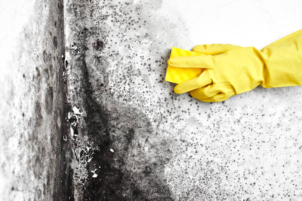 Best Mold Testing  in Winterville, NC