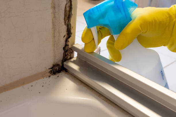 Best Professional Mold Removal  in Winterville, NC