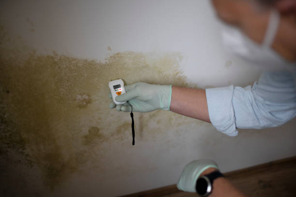 Best Affordable Mold Removal  in Winterville, NC
