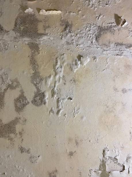 Best Water Damage Restoration  in Winterville, NC
