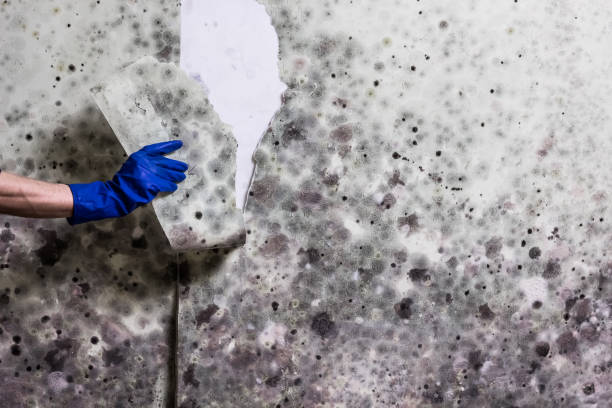 Winterville, NC Mold Removal Company
