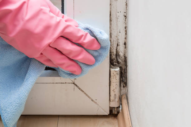 Best Same-Day Mold Removal  in Winterville, NC