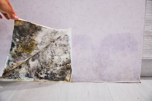 Best Residential Mold Removal  in Winterville, NC